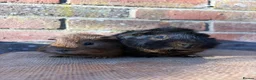 Guinea Pig rodents for sale: Handsome boars  - Advert 1