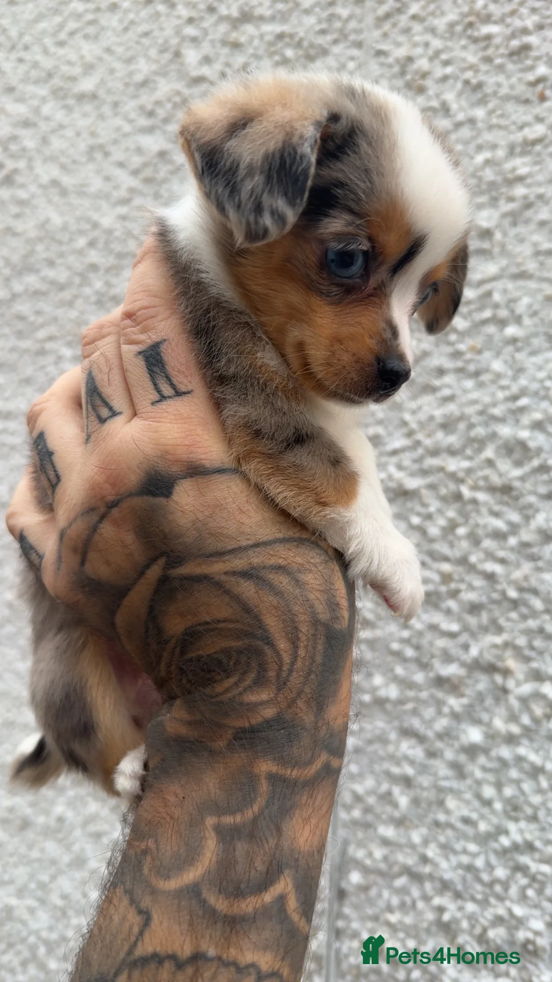 Miniature Dachshund dogs for sale: £650 / ONE LEFT! DECIDED TO SELL OUR KEEPER GIRL - Advert 2