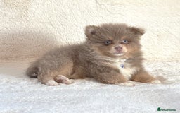 Pomsky dogs for sale: Genuine Rare lilac/tan toysize male Pomsky puppies - Image 6
