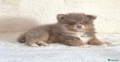 Pomsky dogs - Advert 1