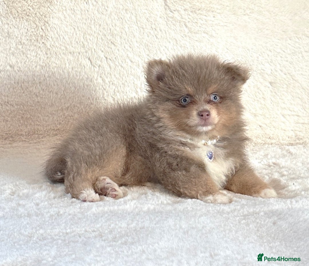 Pomsky dogs for sale: Genuine Rare lilac/tan toysize male Pomsky puppies - Image 6