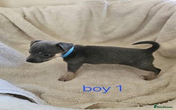 Jack Russell dogs for sale: Stunning Blue/silver jack Russell's  - Image 3