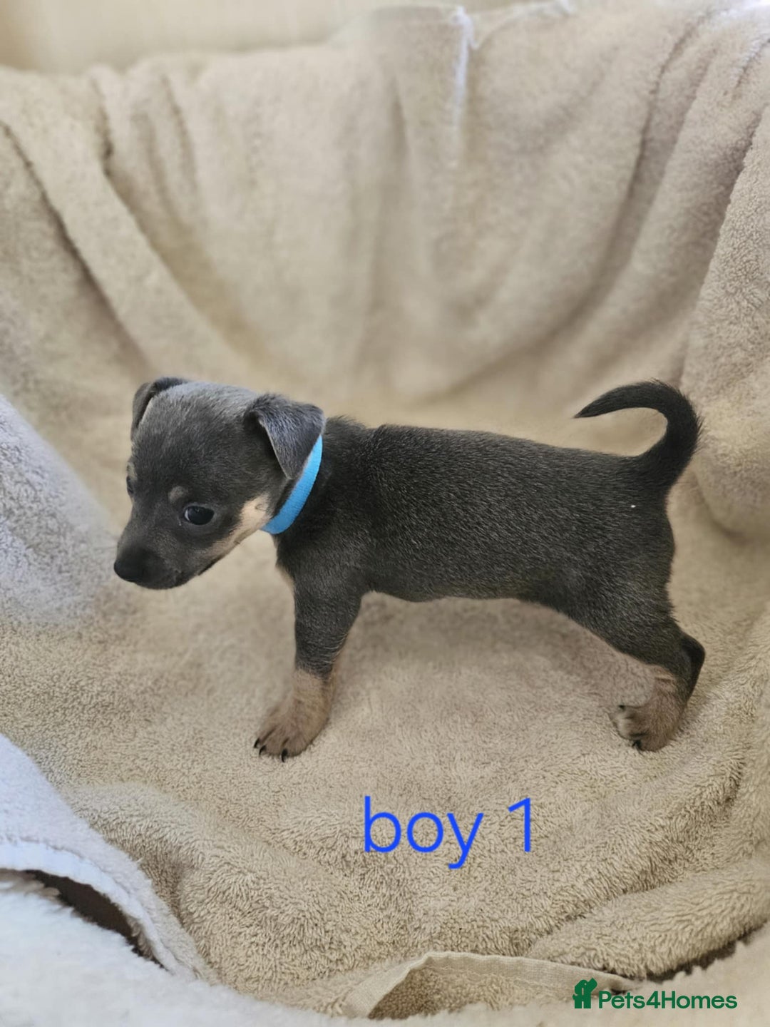 Jack Russell dogs for sale: Stunning Blue/silver jack Russell's  - Image 3