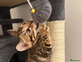Bengal cats Pure bengal female kitten needing new home ASAP - Advert 1