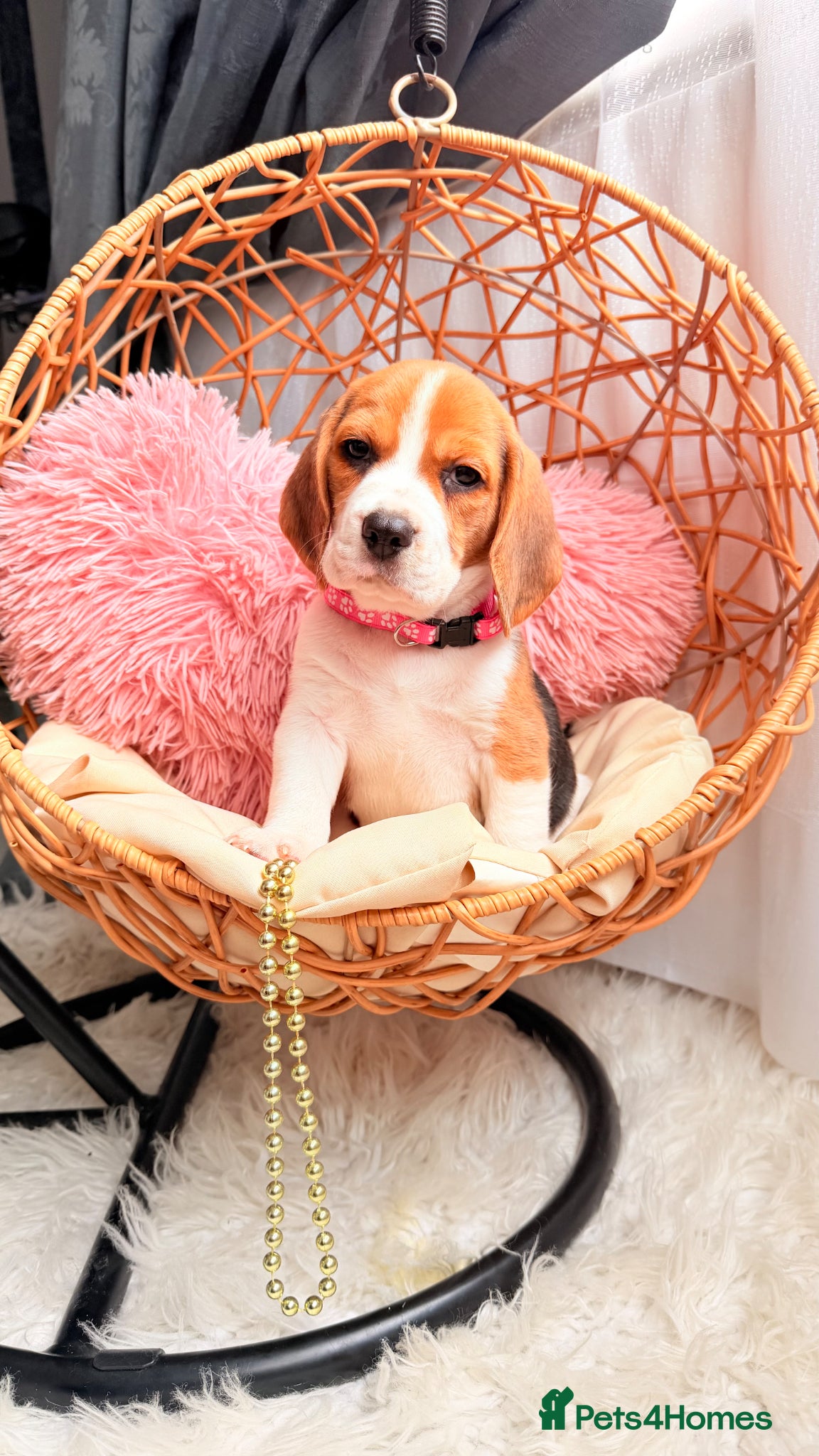 Beagle dogs 💞BEAUTIFUL BEAGLE PUPPIES 💞 - Advert 1