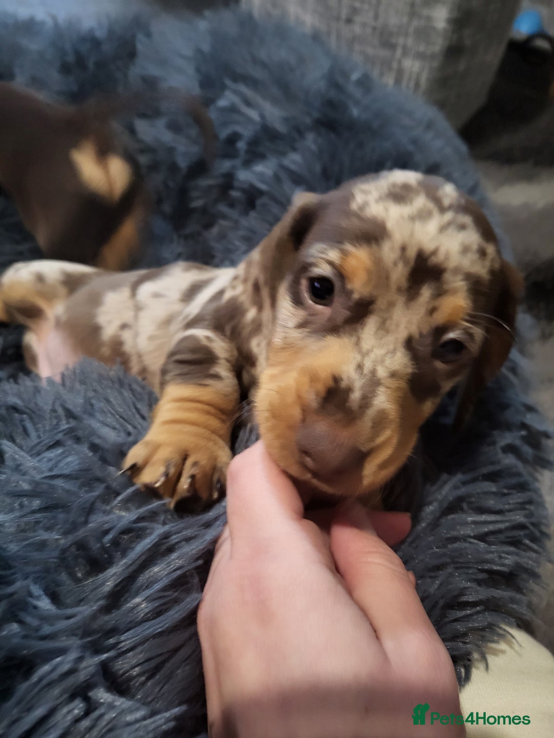 Dachshund dogs for sale: Litter of four beautiful dachshunds - Advert 10
