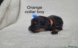 Cavapoo dogs for sale: Stunning litter of cavapoos - Image 12