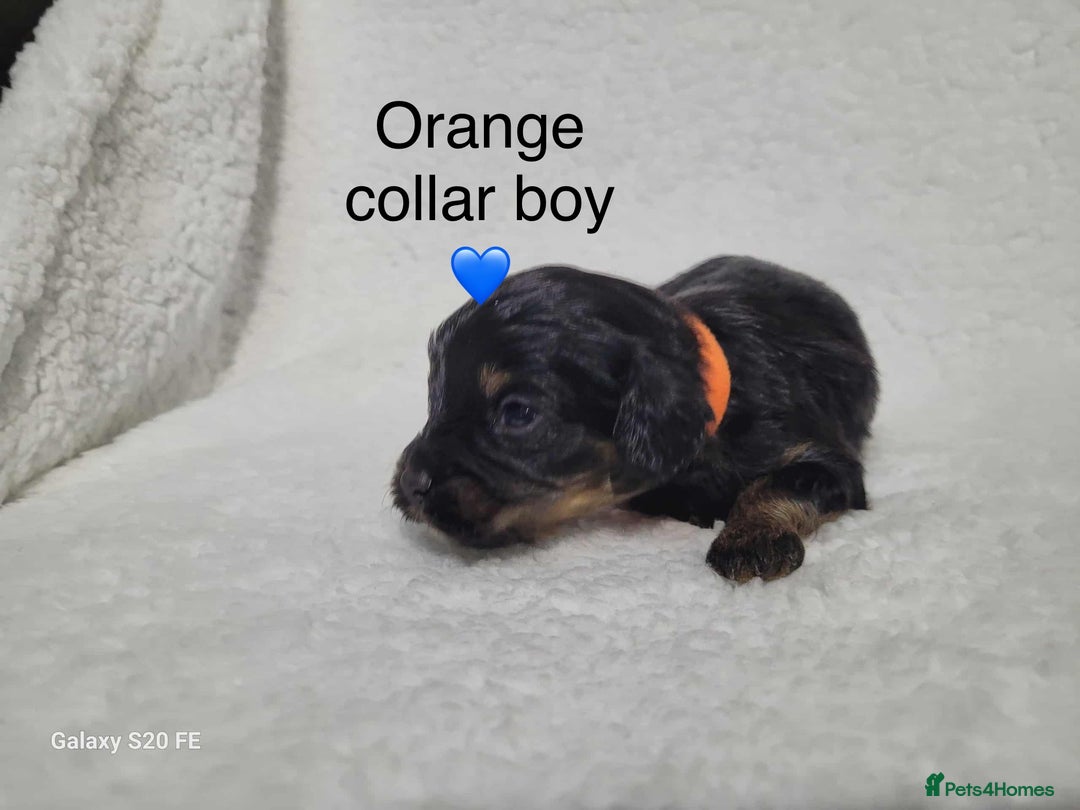 Cavapoo dogs for sale: Stunning litter of cavapoos - Image 12