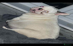 French Bulldog dogs for sale: French bulldog kc registered  - Image 2