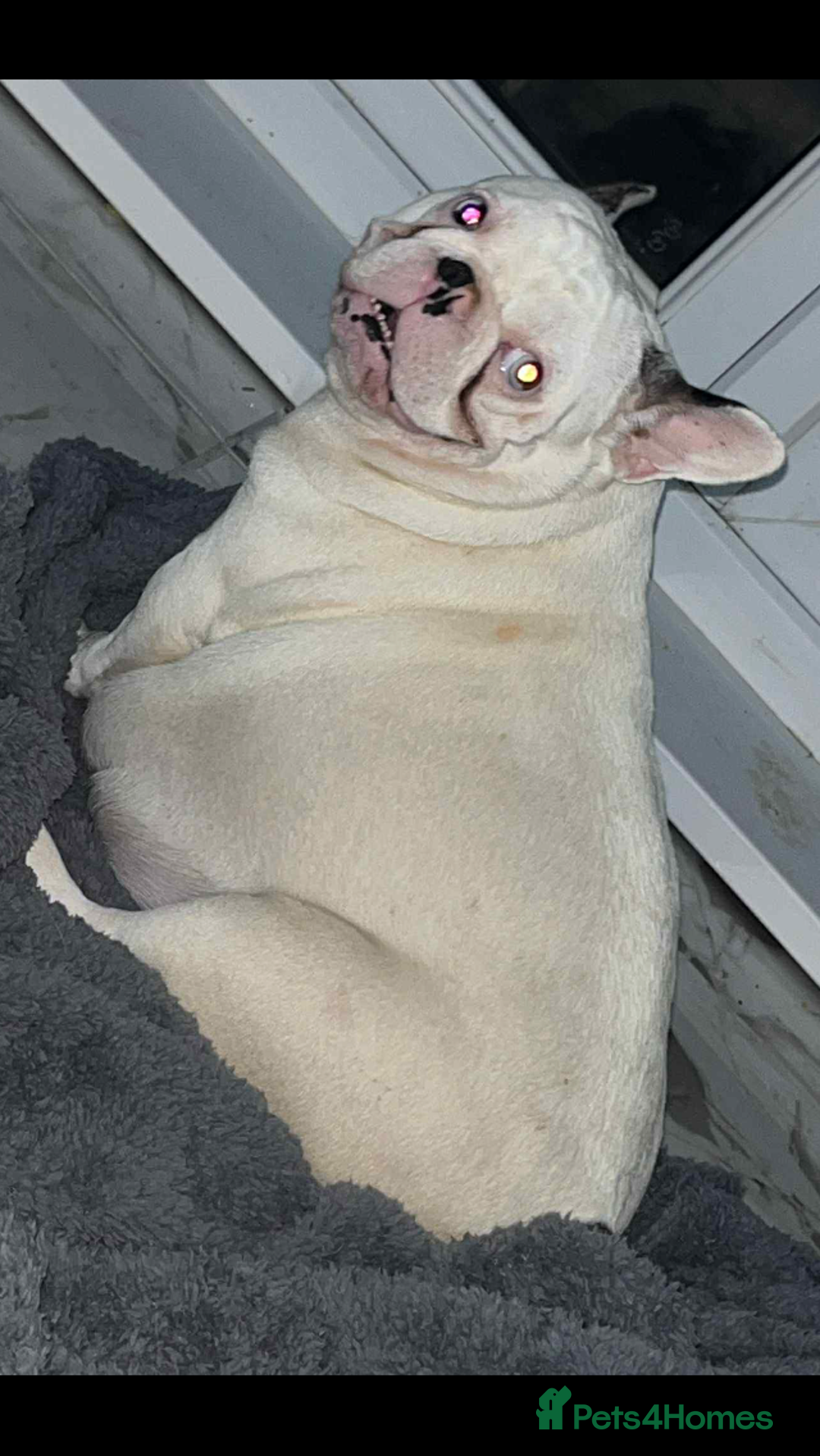 French Bulldog dogs for sale: French bulldog kc registered  - Image 2