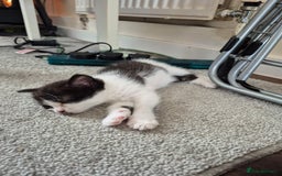 Persian cats for sale: Half persian fluffy kittens - Image 7
