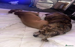 Mixed Breed dogs for sale: American bull staff puppies  - Image 17