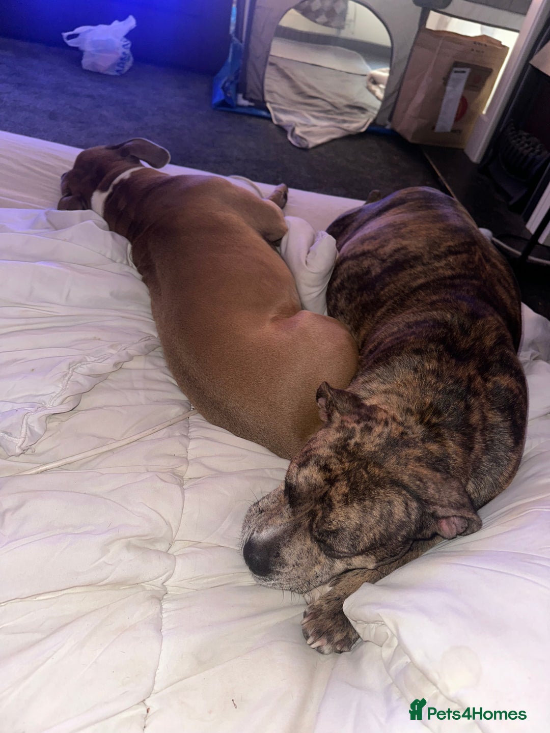 Mixed Breed dogs for sale: American bull staff puppies  - Image 17