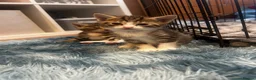 Domestic Shorthair cats for sale: Kittens for sale  - Advert 3