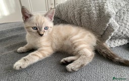 Mixed Breed cats for sale: 3 beautiful kittens - Image 2