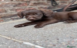 Labradoodle dogs for sale: READY NOW NOW NOW Irresistible Labradoodles  - Advert 15