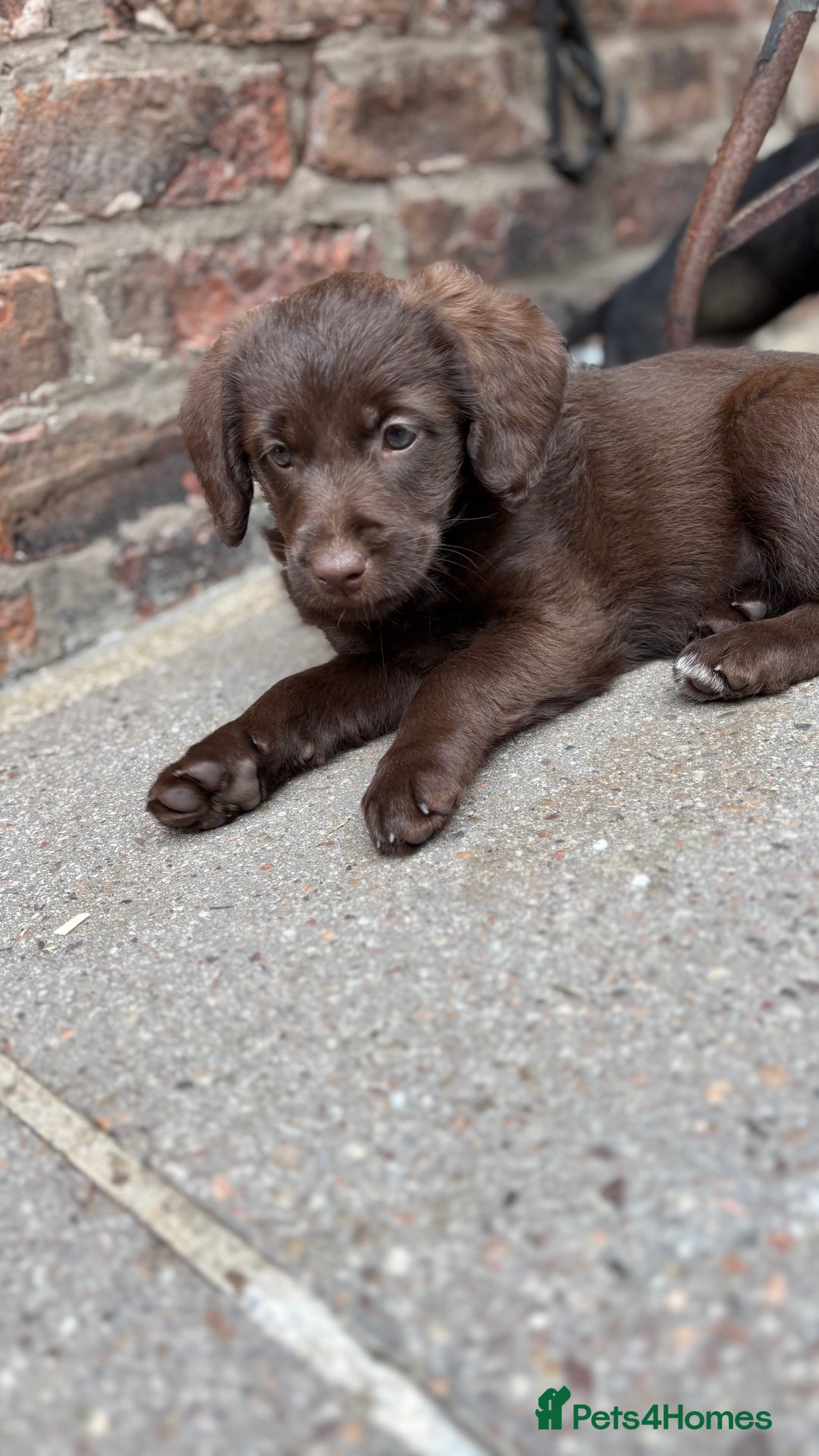 Labradoodle dogs for sale: READY NOW NOW NOW Irresistible Labradoodles  - Advert 15