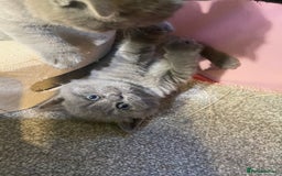 British Shorthair cats for sale: Stunning British short hair GCCF/TICA - Advert 9