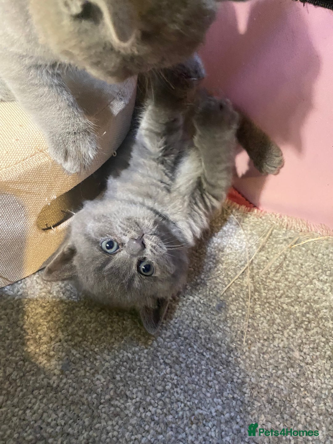 British Shorthair cats for sale: Stunning British short hair GCCF/TICA - Advert 9