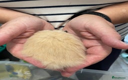 Hamster rodents for sale: Baby Syrian hamsters from show stock  - Image 13