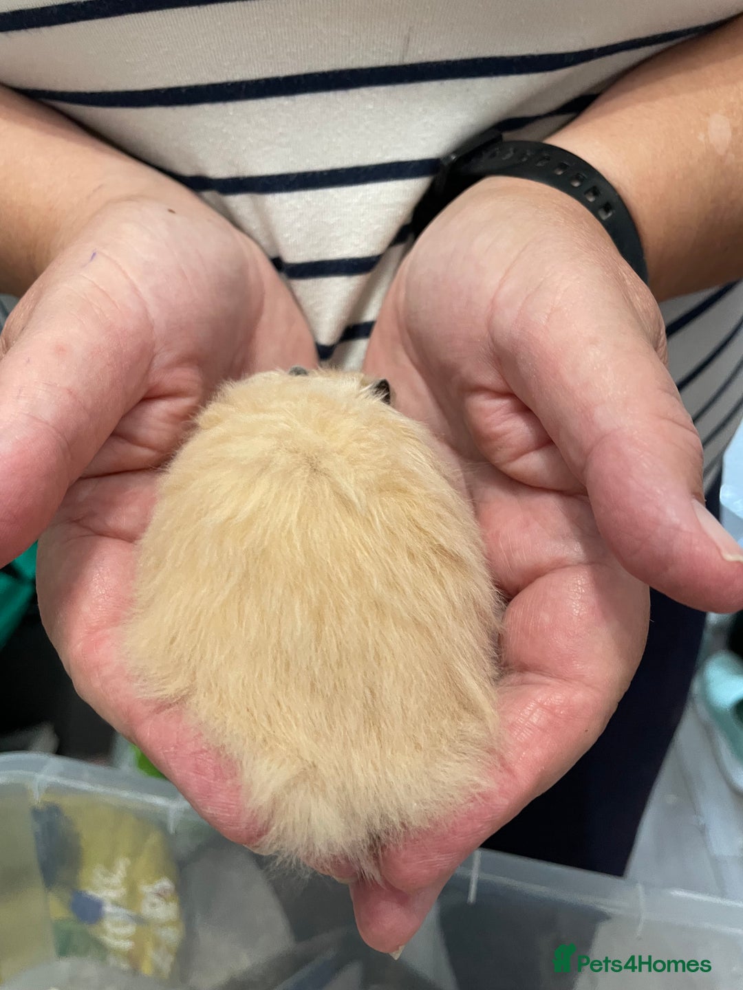 Hamster rodents for sale: Baby Syrian hamsters from show stock  - Image 13