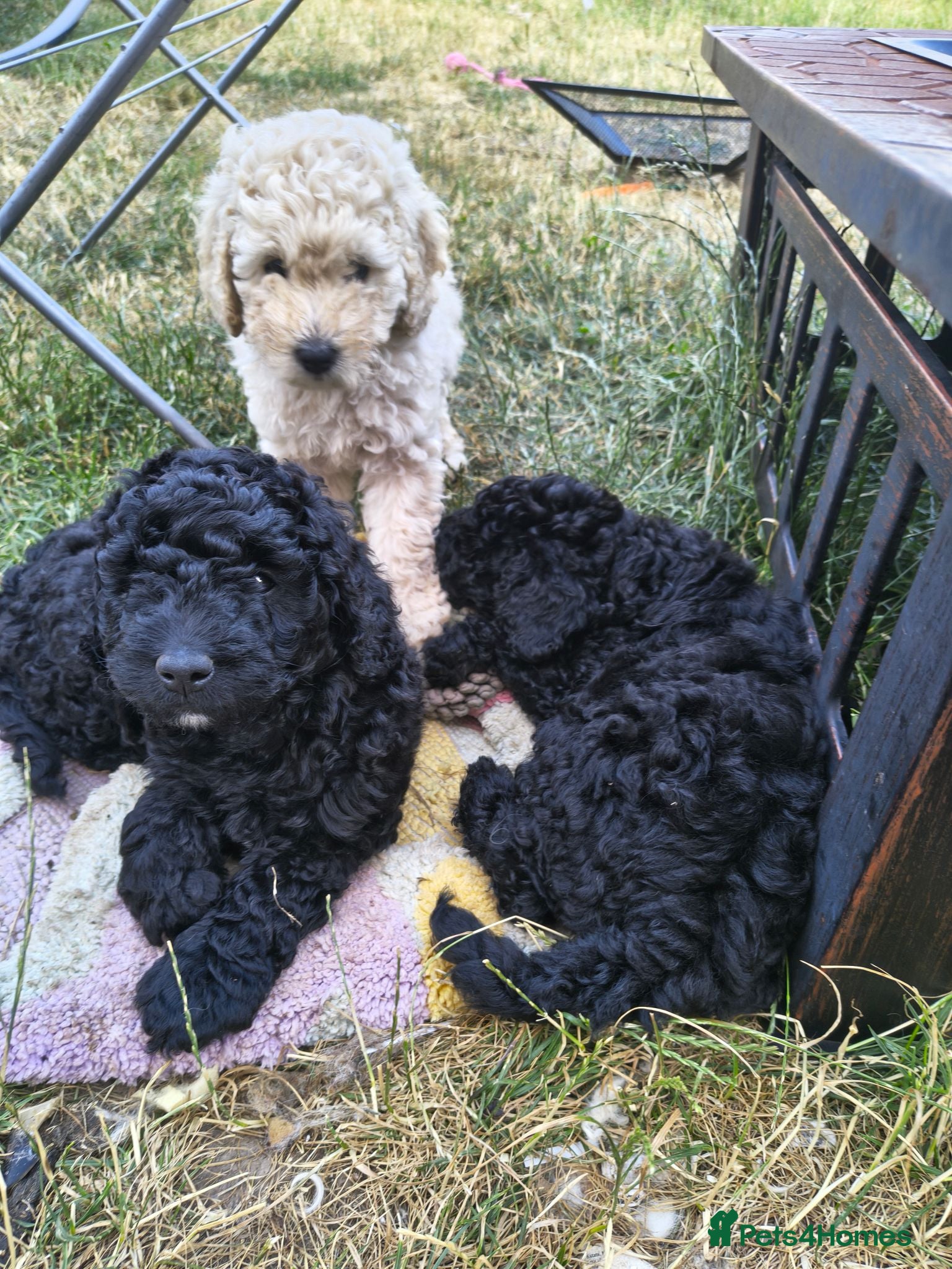Cockapoo dogs F1BB Standard poodle x toy cockapoo puppies  - Advert 2