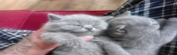 British Shorthair cats for sale: BSH PEDIGREE BEAUTIFUL BOY AND GIRL - Advert 4