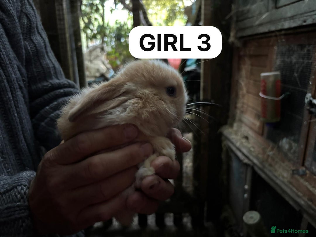 Mini Lop rabbits for sale: Friendly, Handled, Beautiful Baby Bunnies for Sale - Image 14