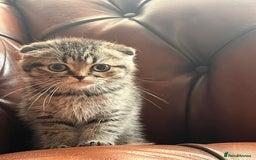 Scottish Fold cats for sale: 💫🐾Adorable kittens looking for loving homes🐾💫 - Image 16