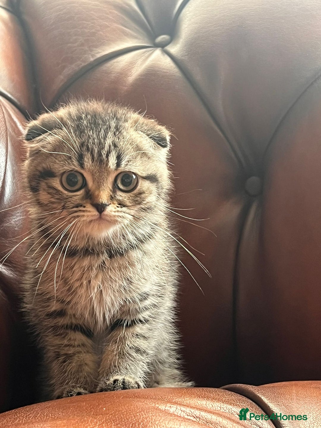 Scottish Fold cats for sale: 💫🐾Adorable kittens looking for loving homes🐾💫 - Image 16