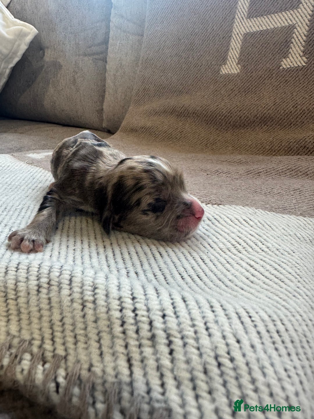 Cocker Spaniel dogs for sale: DNA Health Tested Merle Cocker Spaniel Puppies - Image 6