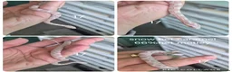 Corn Snake reptiles for sale: REDUCED PRICE Baby corn snakes ready now  - Advert 15