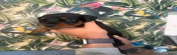 Dobermann dogs for sale: INTERNATIONAL CHAMPION EUROPEAN DOBERMANNS  - Advert 4