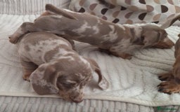 Miniature Dachshund dogs for sale: Adorable KC registered mini dachsund pups - Image 14