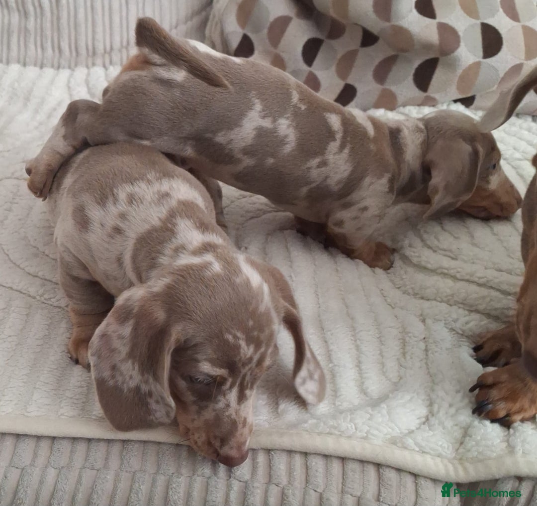 Miniature Dachshund dogs for sale: Adorable KC registered mini dachsund pups - Image 14