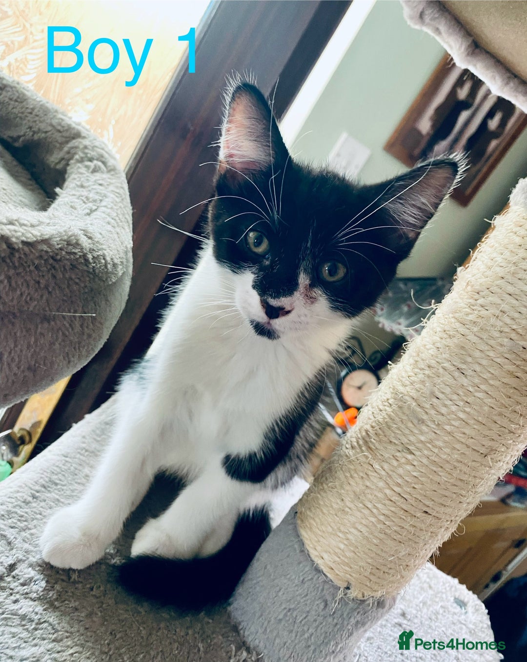 Domestic Shorthair cats for sale: Cute kittens for sale - Image 2