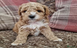 Maltipoo dogs for sale: Adorable Miniature Maltipoo Pups for sale - Image 3