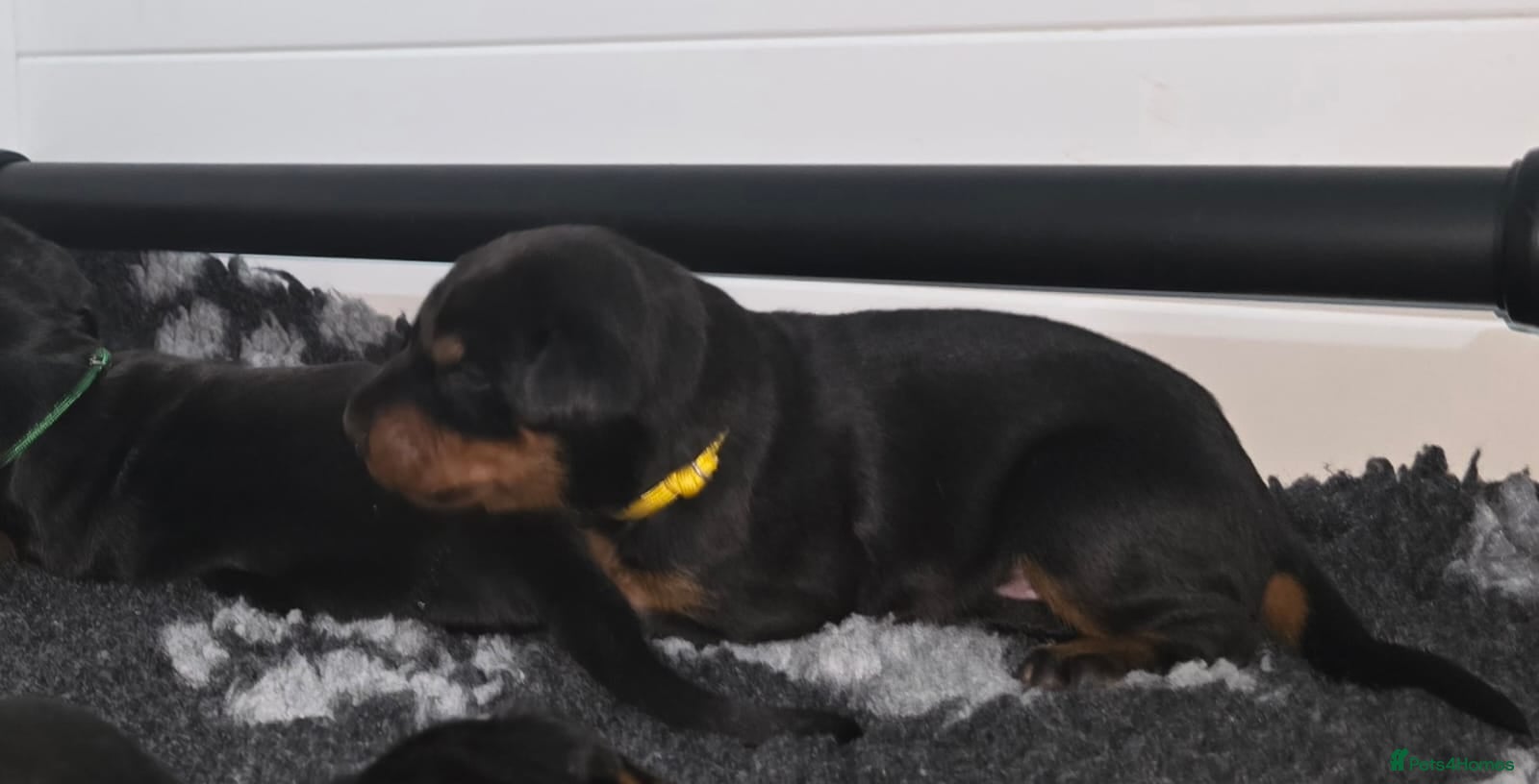 Dobermann dogs HEALTH TESTED, HOME REARED, STUNNING DOBERMAN PUPS - Advert 2