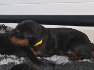 Dobermann dogs HEALTH TESTED, HOME REARED, STUNNING DOBERMAN PUPS - Advert 9
