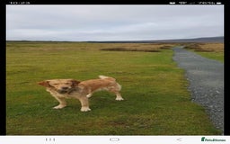 Golden Retriever dogs for sale: Gorgeous KC registered golden retriever puppys - Image 9