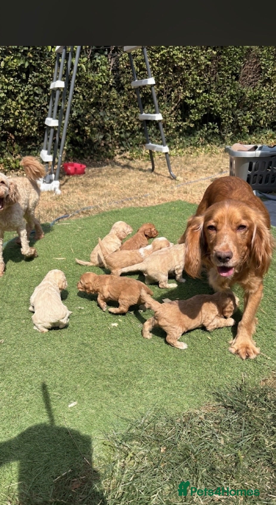 Cockapoo dogs  F1 cockapoo puppies  - Advert 2