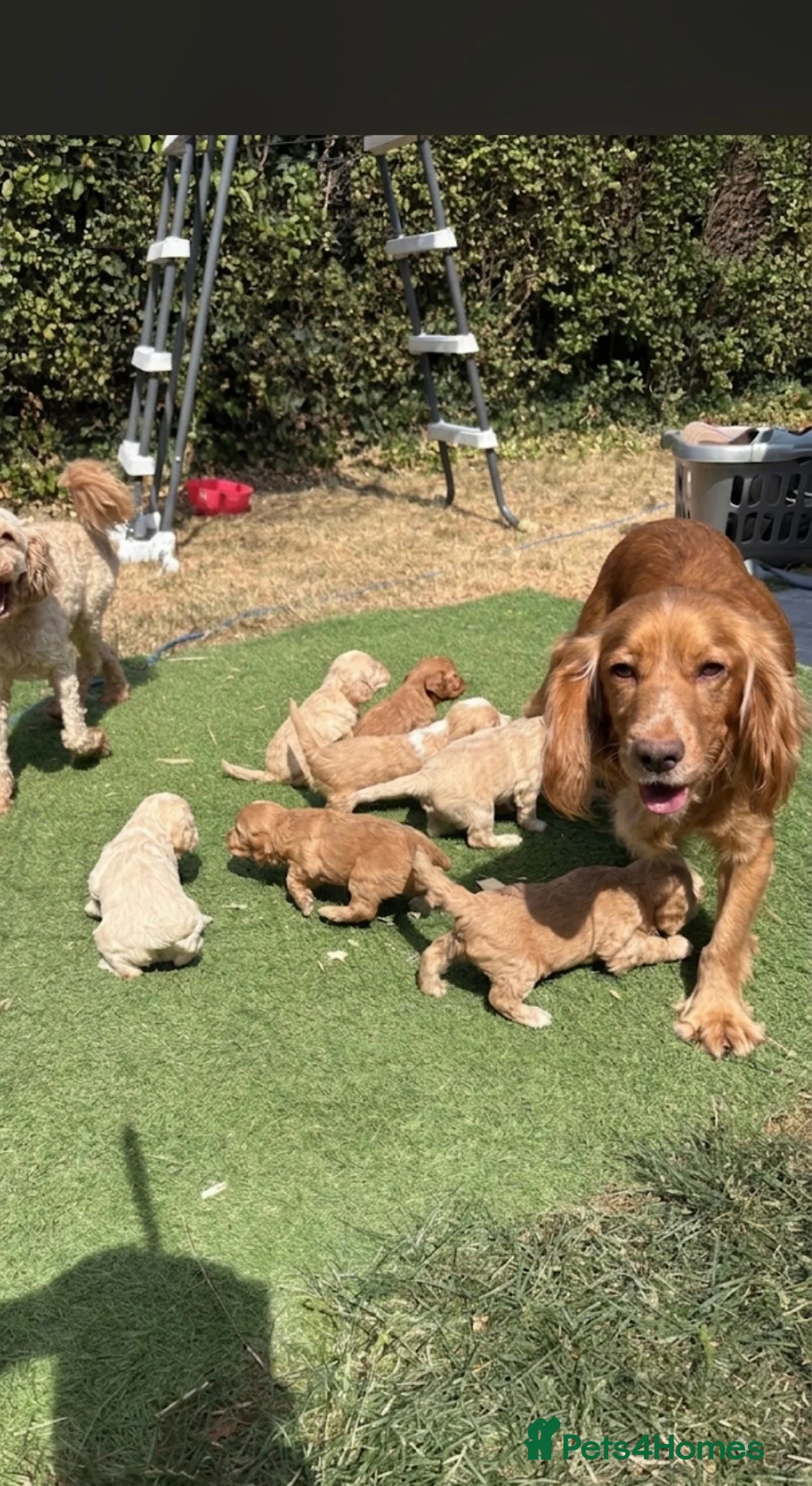 Cockapoo dogs for sale:  F1 cockapoo puppies  - Advert 2