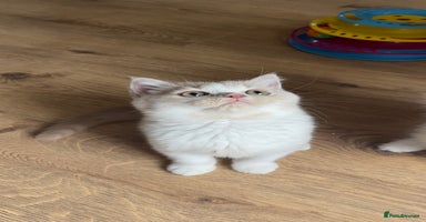 British Shorthair cats - Advert 11