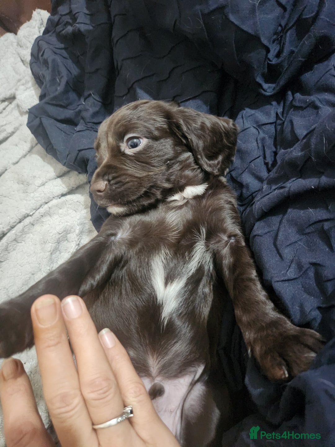 Cocker Spaniel dogs for sale: Cocker spaniel puppys. - Image 7