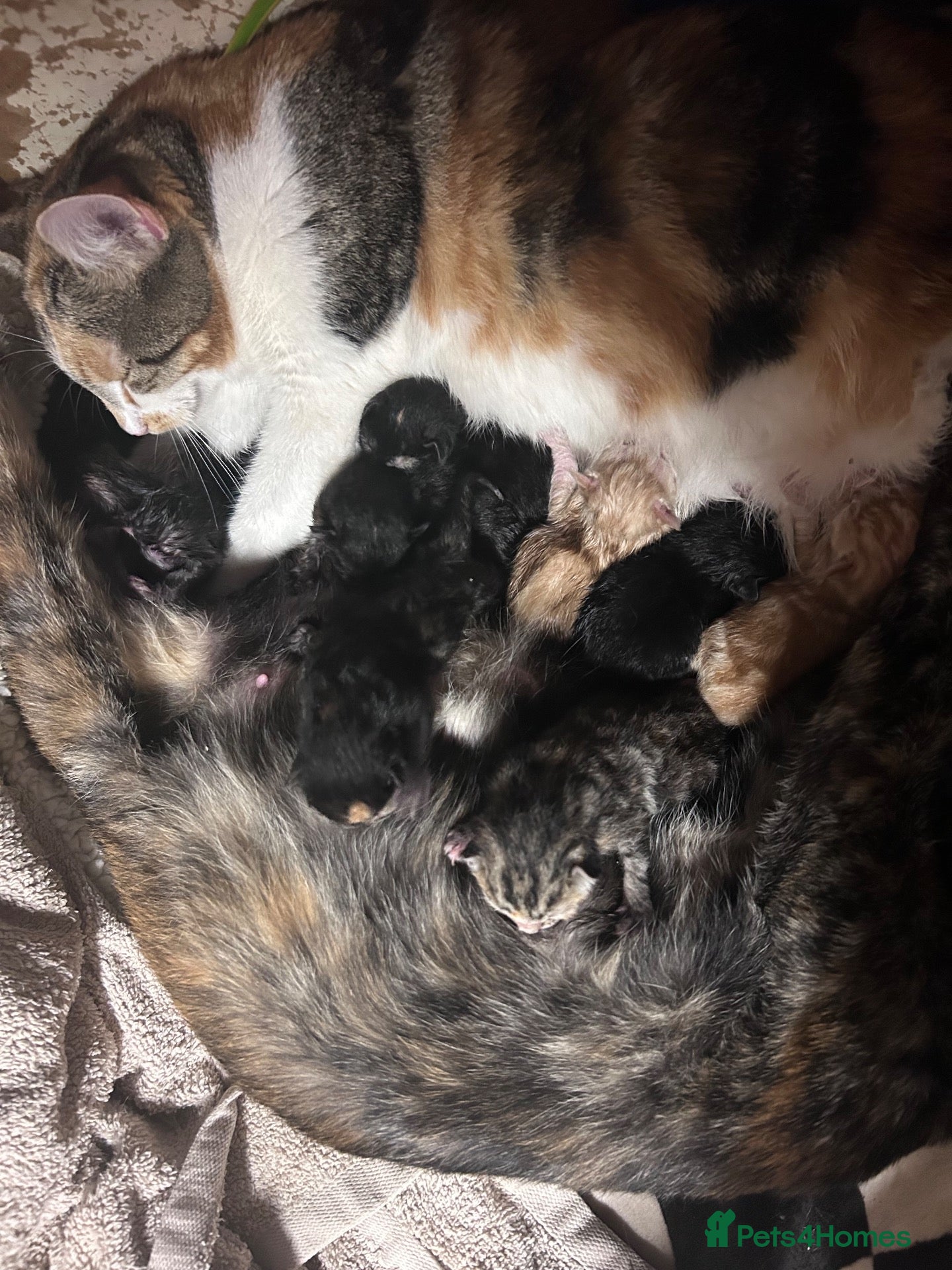 Mixed Breed cats Beautiful mixed breed kittens - Advert 3