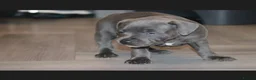 Staffordshire Bull Terrier dogs for sale: Blue staff puppies  - Advert 7
