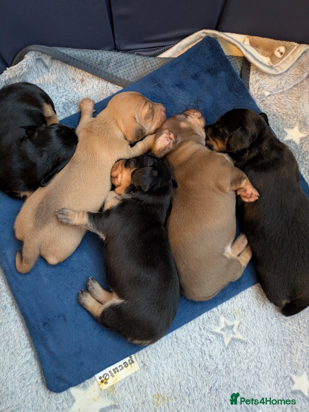 Miniature Dachshund dogs for sale: Miniature dashund puppies  - Advert 11