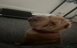 Shar Pei dogs for sale: Gorgeous 10 month old Shar pei girl  - Image 3