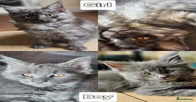 Maine Coon cats in Alfreton - Advert 13