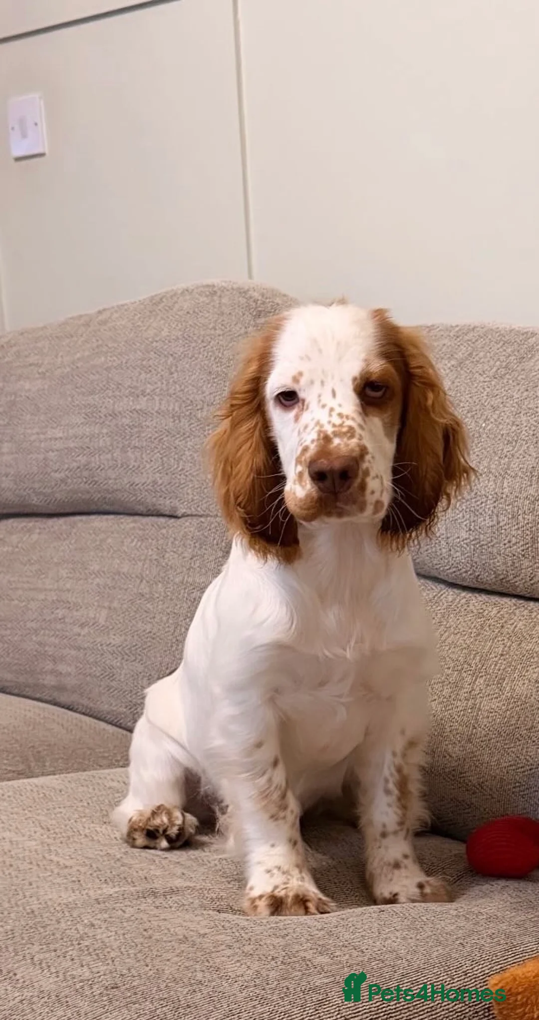 Cocker Spaniel dogs for sale: loving 6 month old male cocker spaniel  - Advert 1